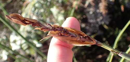 Image of Elegia thyrsoidea by (c) Nicola van Berkel, some rights reserved (CC BY-SA)