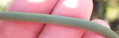 Elegia thyrsoidea