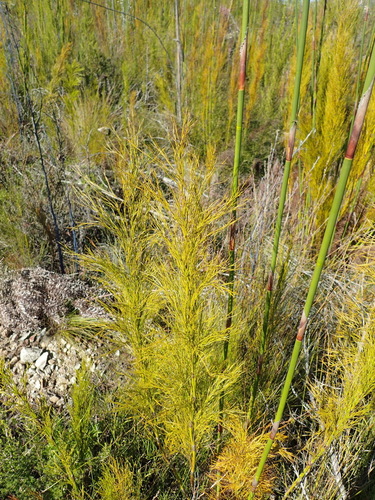 Image of Rhodocoma gigantea by (c) Nicola van Berkel, some rights reserved (CC BY-SA)