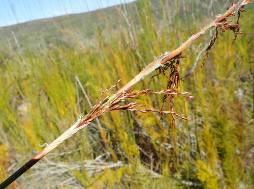 Image of Rhodocoma gigantea by (c) Nicola van Berkel, some rights reserved (CC BY-SA)
