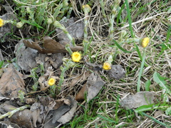 Tussilago farfara
