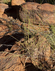 Phyllanthus maderaspatensis
