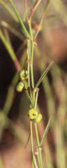 Phyllanthus maderaspatensis
