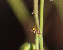 Phyllanthus maderaspatensis