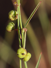 Phyllanthus maderaspatensis