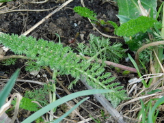 Achillea millefolium