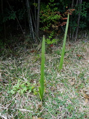 Curculigo orchioides