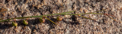 Phyllanthus maderaspatensis