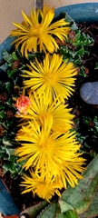 Faucaria