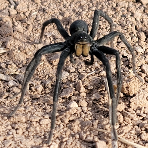 Geolycosa rafaelana photo 2