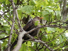 Turdus merula