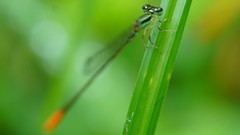 Agriocnemis femina femina
