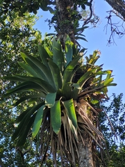 Vriesea gigantea