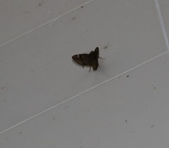 Ommatophora luminosa