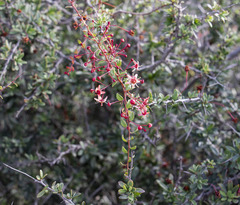 Putterlickia saxatilis