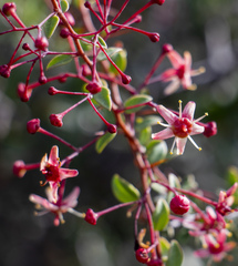 Putterlickia saxatilis