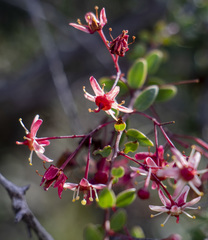 Putterlickia saxatilis