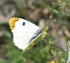 Anthocharis euphenoides