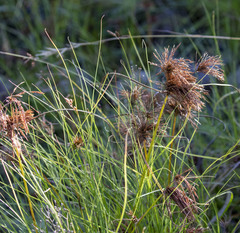 Cyperus congestus