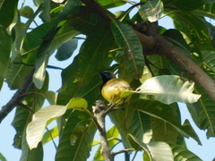 Cinnyris jugularis ornatus