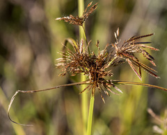 Cyperus congestus