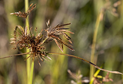 Cyperus congestus