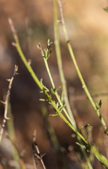 Sericorema remotiflora