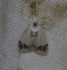 Neoduma kuangtungensis