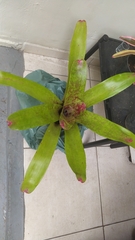 Neoregelia marmorata