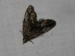 Protodeltote distinguenda