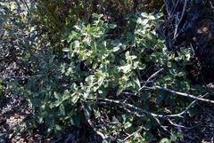 Solanum supinum