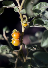 Solanum supinum