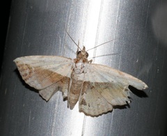 Eugnathia albicostalis