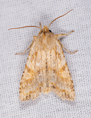 Lithophane bethunei