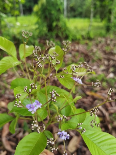 Cuajado fiddlewood (Vitex cooperi)