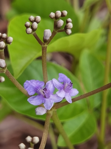 Vitex cooperi, photograph 2
