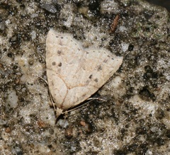 Olulis puncticinctalis