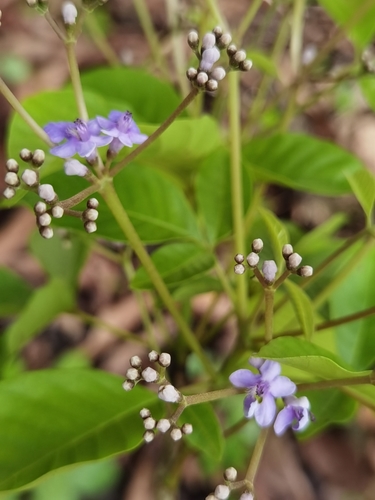 Vitex cooperi, photograph 3