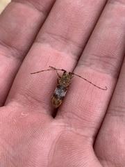 Goes variegatus