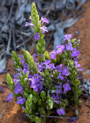 Striga gesnerioides