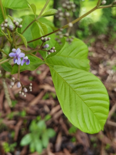 Vitex cooperi, photograph 4