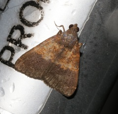 Hydrillodes lentalis