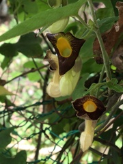 Aristolochia shimadae