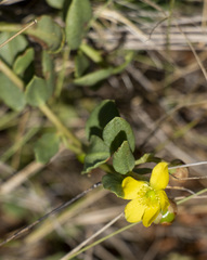 Talinum arnotii
