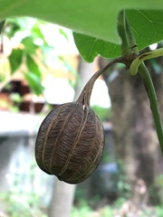 Aristolochia shimadae