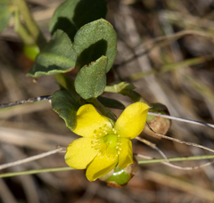 Talinum arnotii