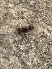 Goes variegatus