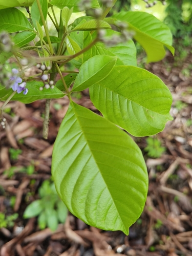 Vitex cooperi, photograph 5