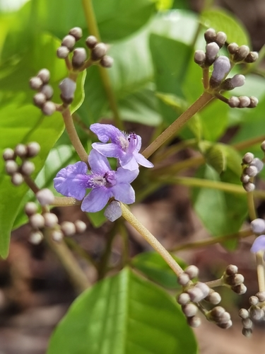 Image of Vitex cooperi by (c) Eduardo Chacón Madrigal, some rights reserved (CC BY)