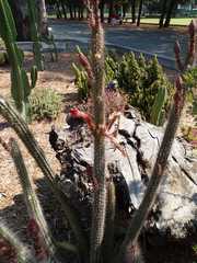 Nyctocereus